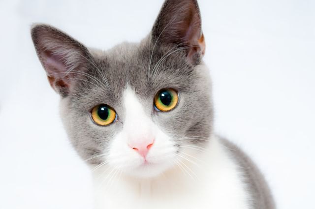 Photo of a cat