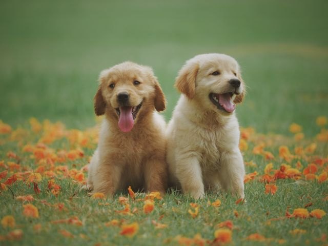 Photo of a dog